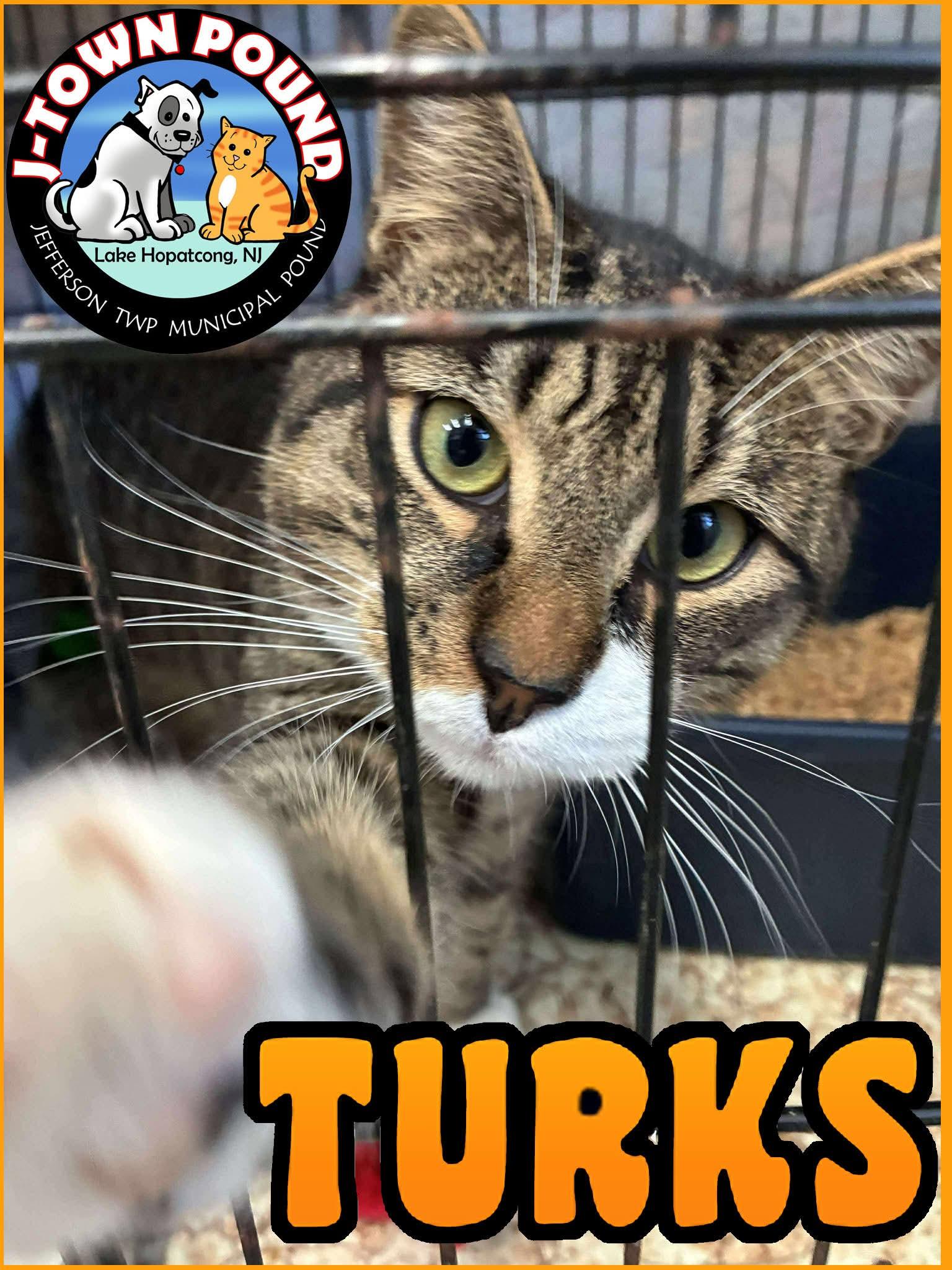 Enlarge Turks & Caicos (can be seperated), an adopted Domestic Short Hair in Lake Hopatcong, NJ image 4/6