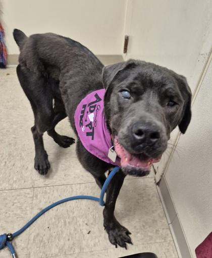 Enlarge Hailey- In Foster Home, a ADOPTABLE Mixed Breed in Hamilton, OH image 3/3