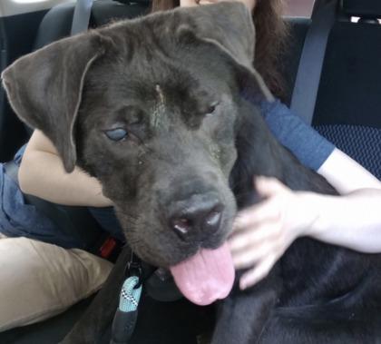 Enlarge Hailey- In Foster Home, a ADOPTABLE Mixed Breed in Hamilton, OH image 2/3