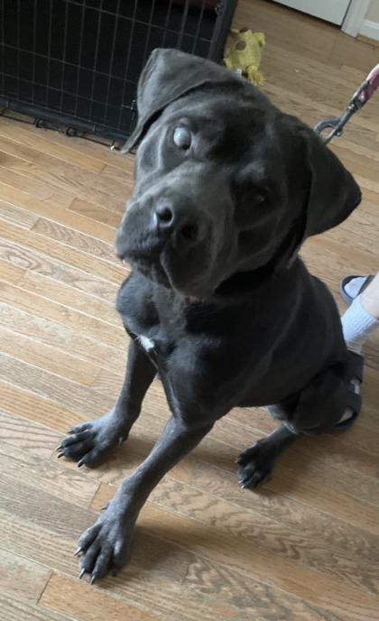 Enlarge Hailey- In Foster Home, a ADOPTABLE Mixed Breed in Hamilton, OH image 1/3