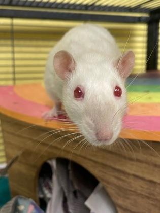 Justice, Adoptable, Adult Female Rat.
