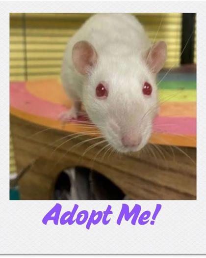 Justice, Adoptable, Adult Female Rat.