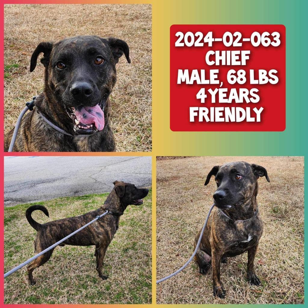 Enlarge 2024-02-063 *Chief*, a Adoptable Labrador Retriever in Winder, GA image 1/1