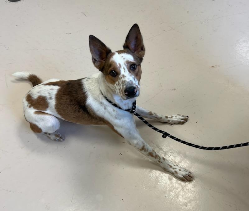 Pepper, Adoptable, Young Female Australian Cattle Dog / Blue Heeler.