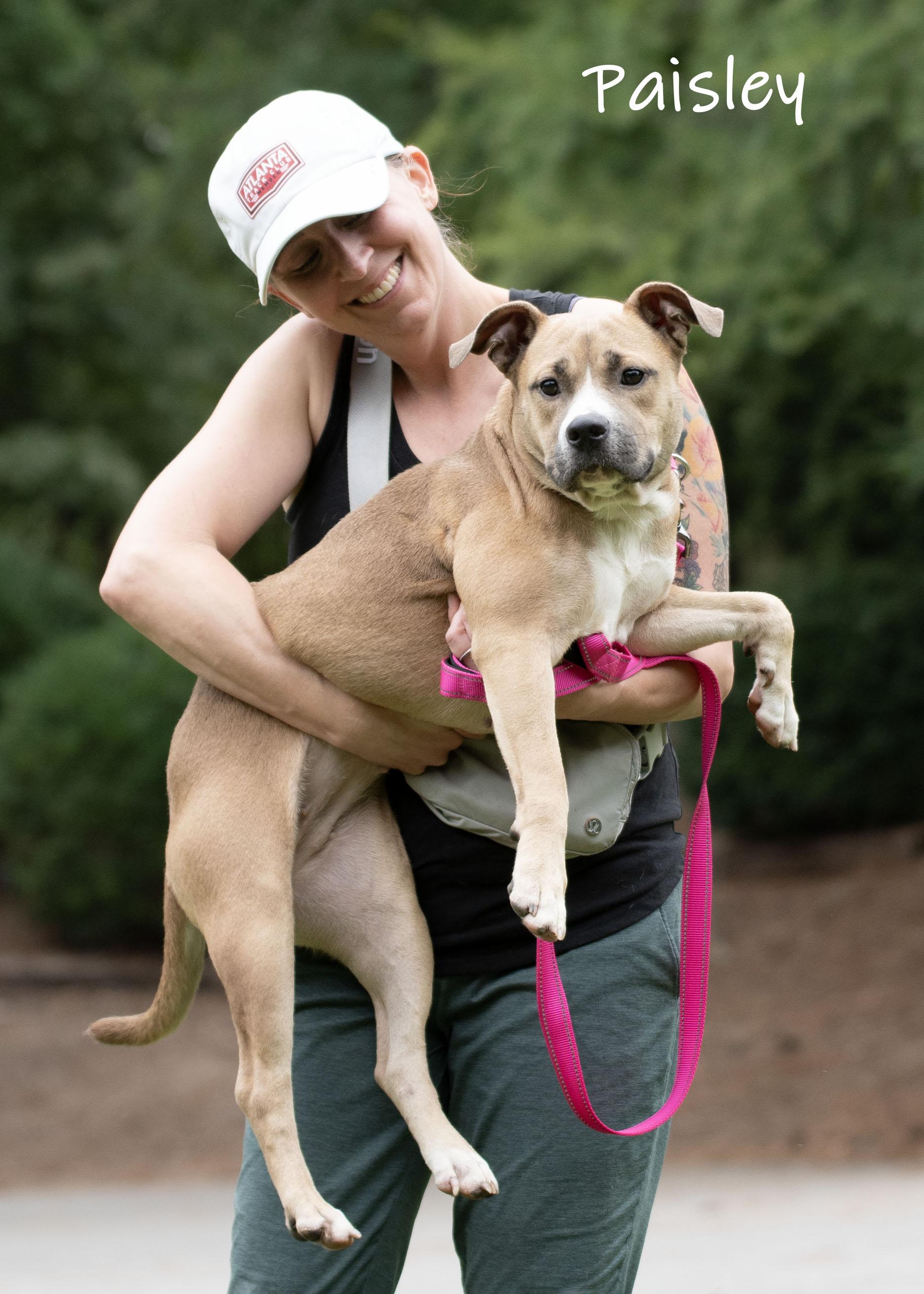 Paisley, ADOPTABLE, Adult Female Pit Bull Terrier.