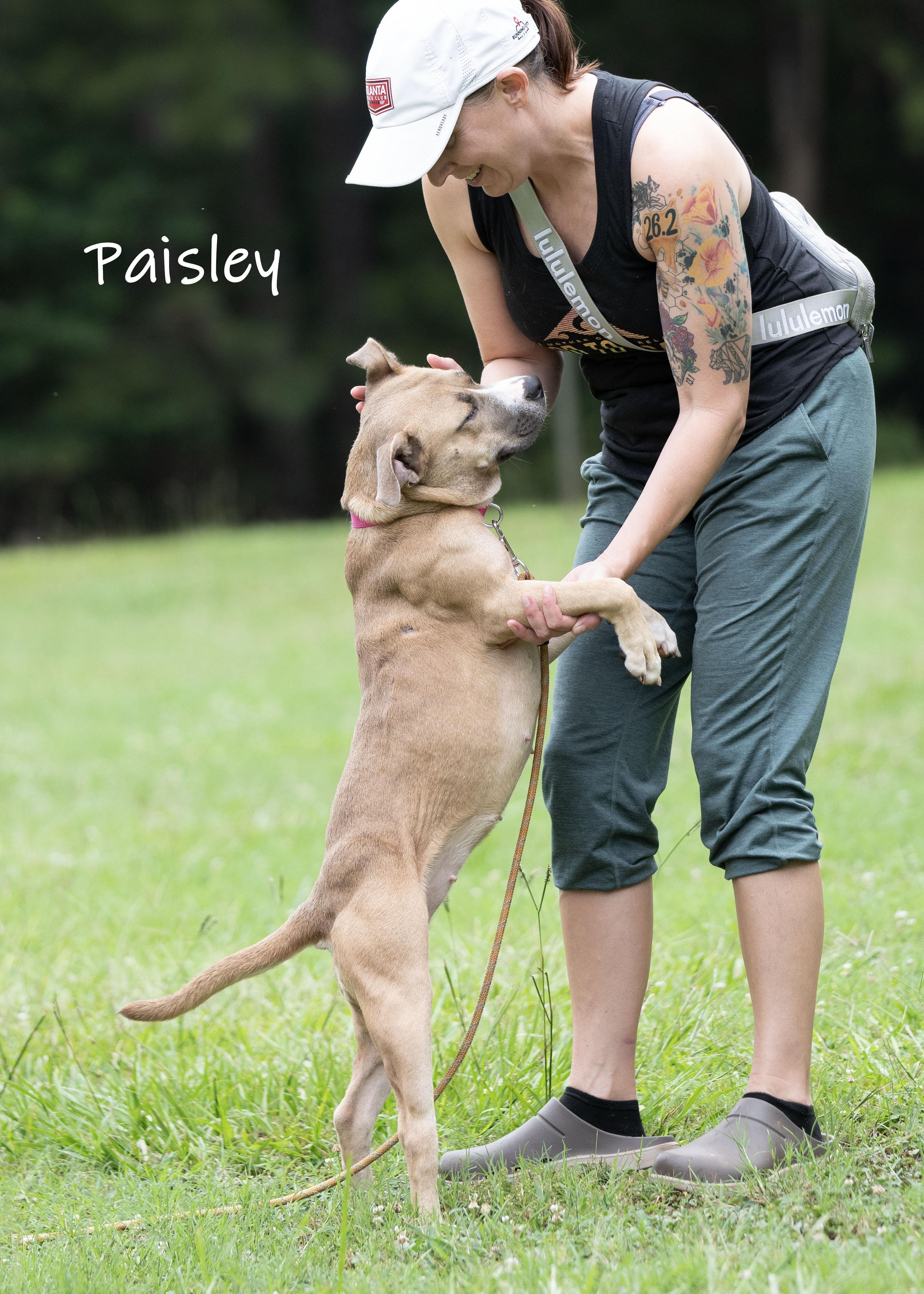 Paisley, a ADOPTABLE mixed breed in Bishop, GA image 2/6