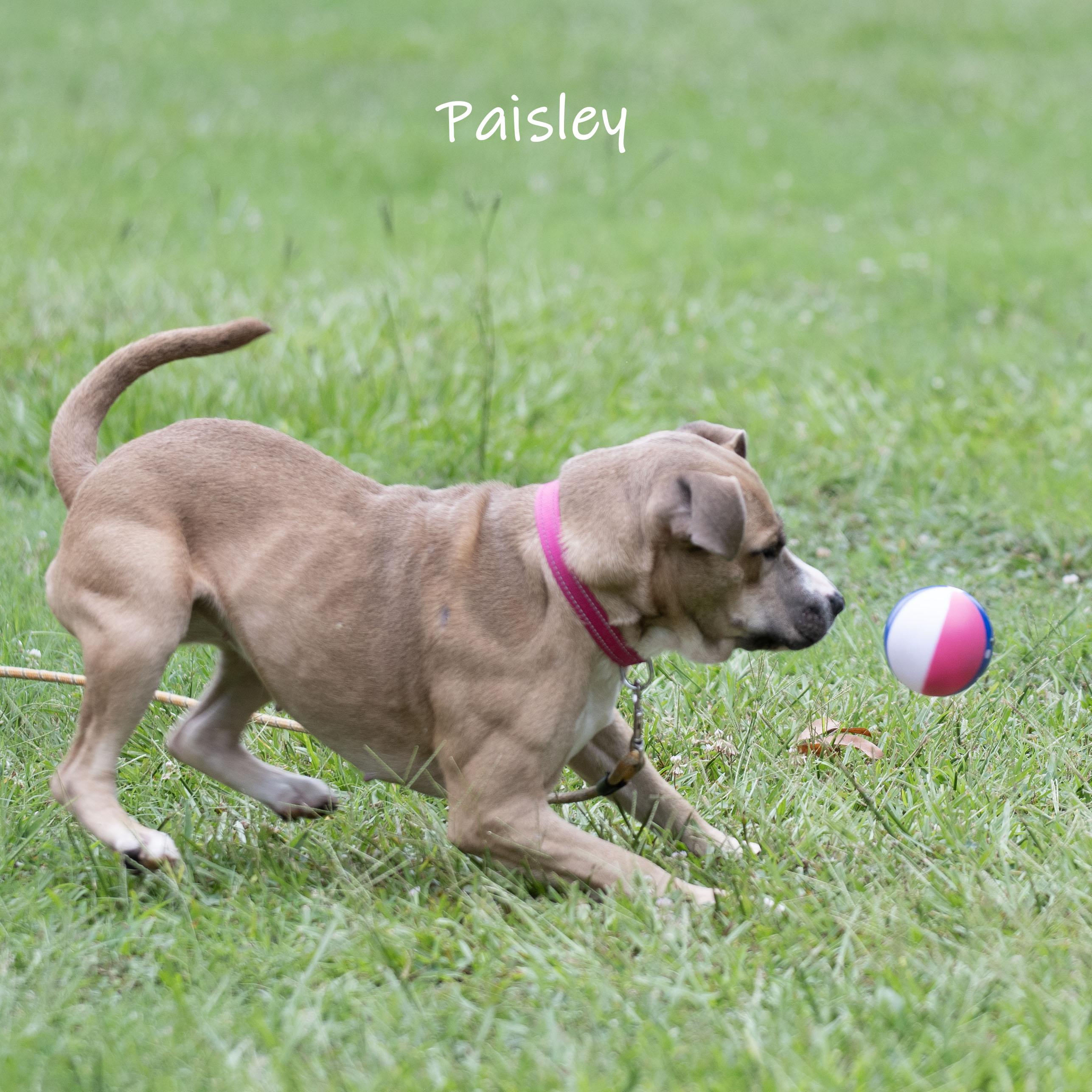 Paisley, a ADOPTABLE mixed breed in Bishop, GA image 4/6