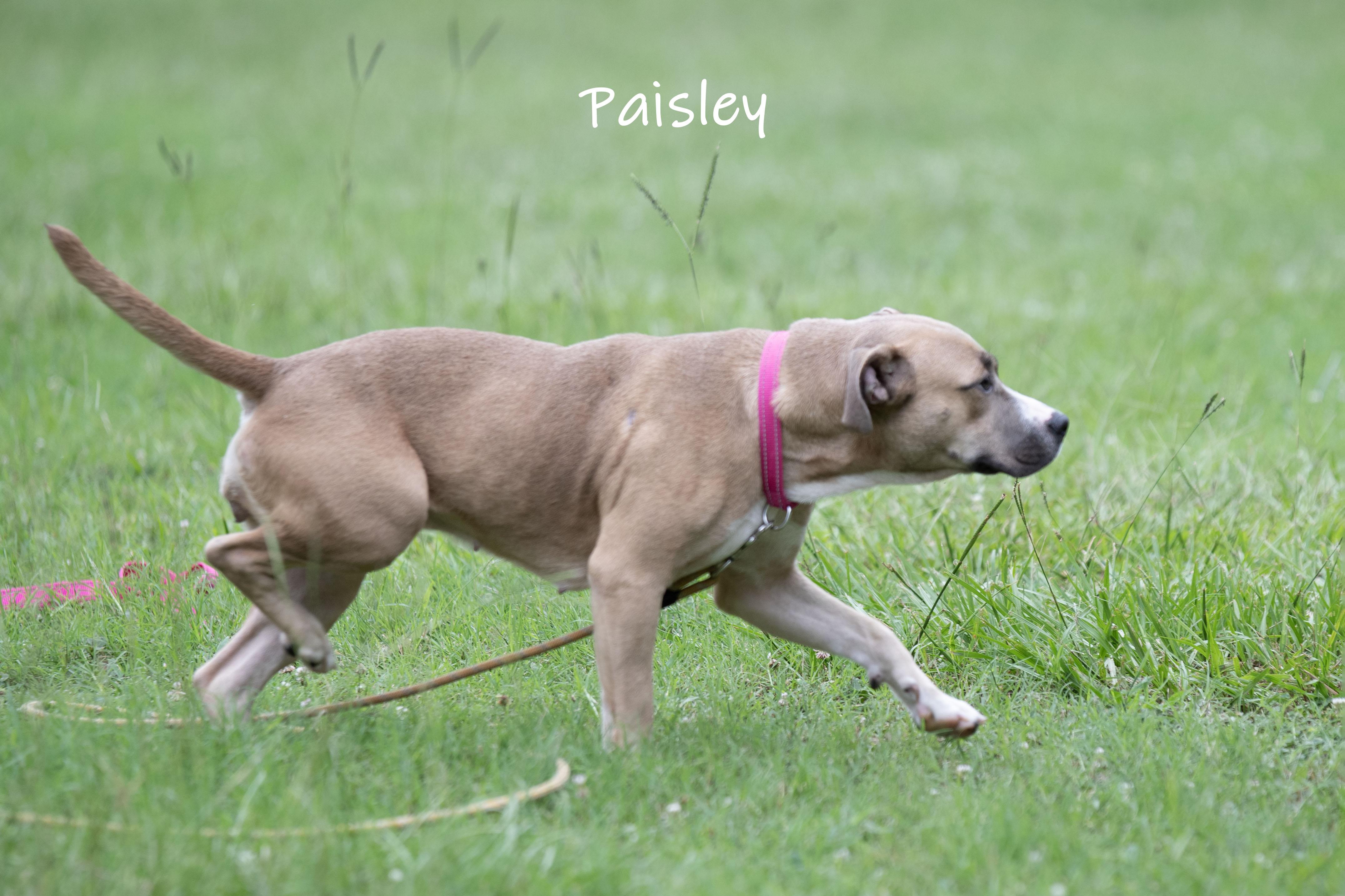 Paisley, a ADOPTABLE mixed breed in Bishop, GA image 3/6