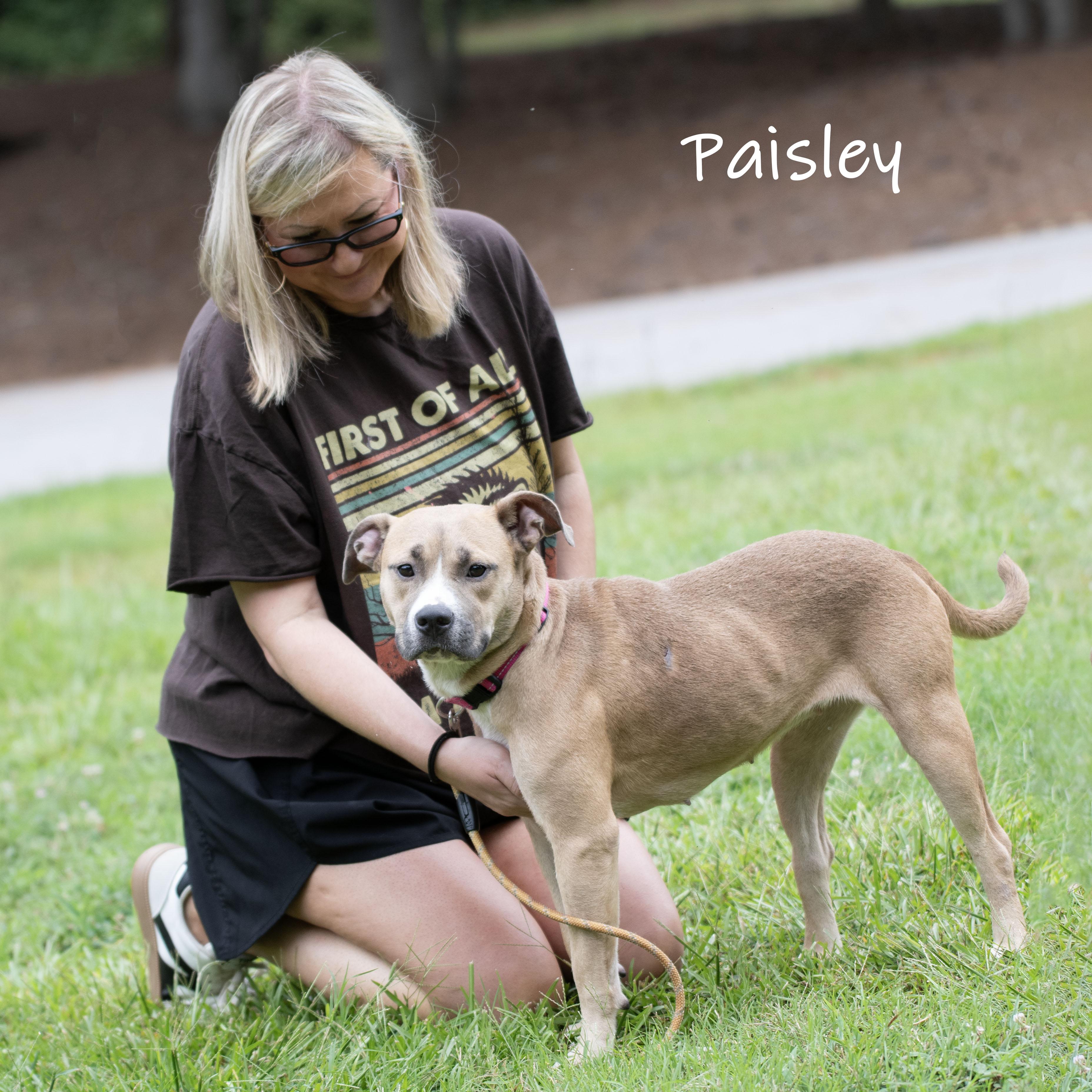 Paisley, a ADOPTABLE mixed breed in Bishop, GA image 6/6