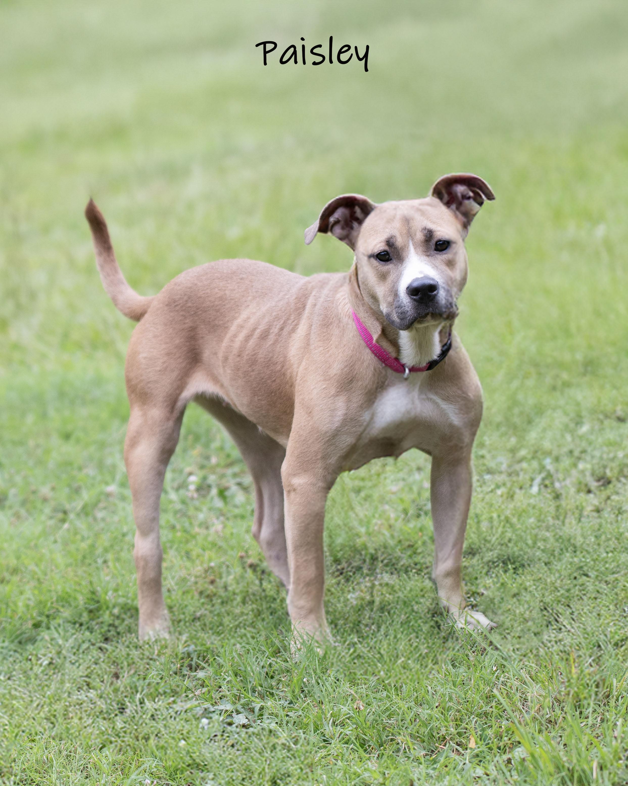 Enlarge Paisley, a ADOPTABLE mixed breed in Bishop, GA image 2/6
