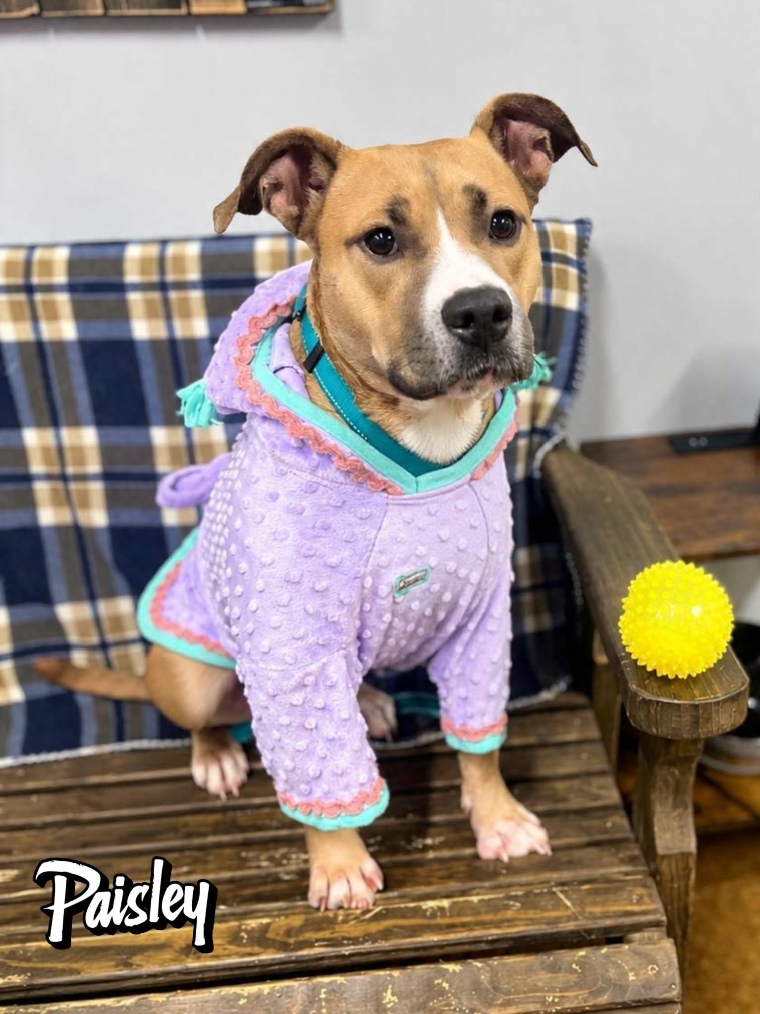 Enlarge Paisley, a ADOPTABLE mixed breed in Bishop, GA image 6/6