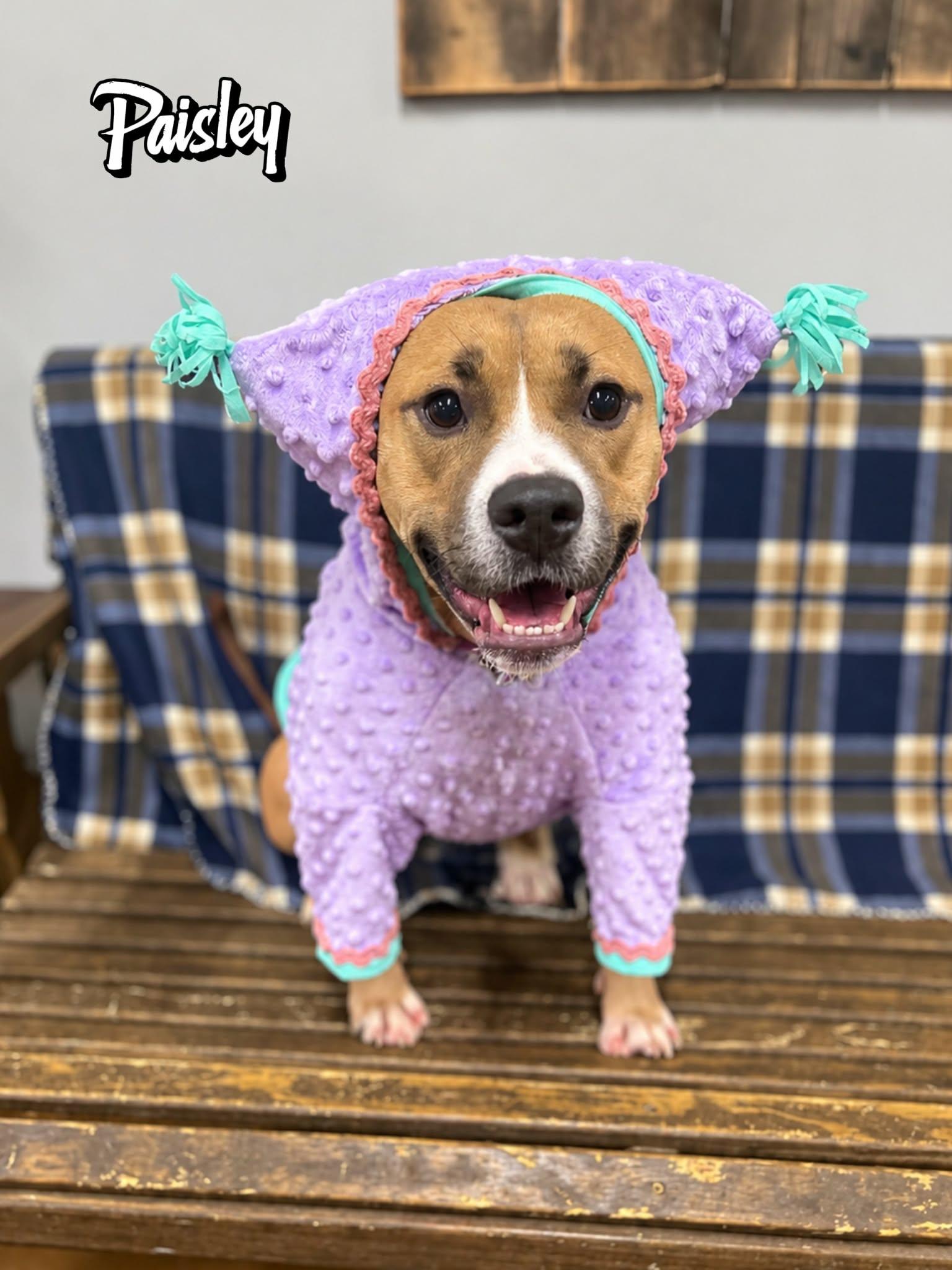 Paisley, ADOPTABLE, Adult Female Pit Bull Terrier.