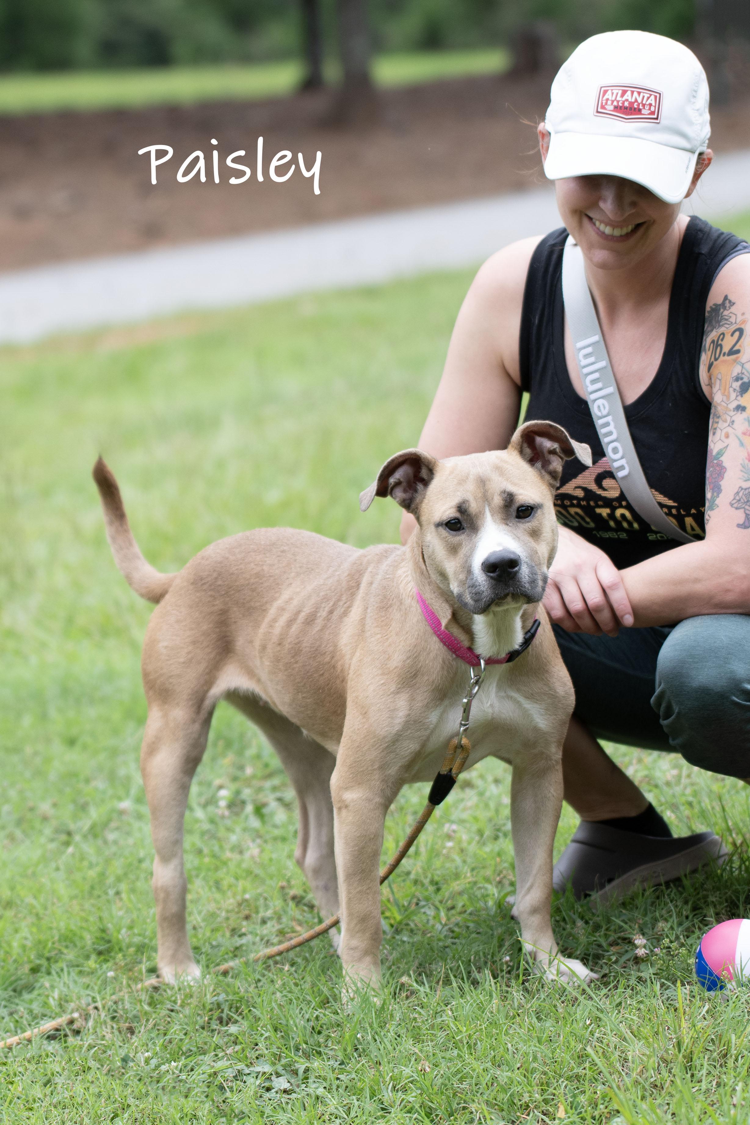 Paisley, a ADOPTABLE mixed breed in Bishop, GA image 5/6