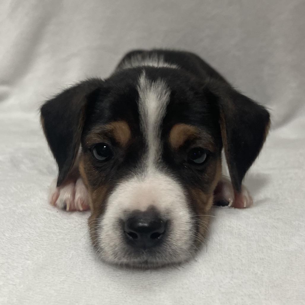 Enlarge Astra, a Adoptable mixed breed in Kissimmee, FL image 1/4