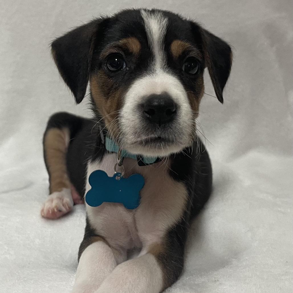 Enlarge Astra, a Adoptable mixed breed in Kissimmee, FL image 2/4