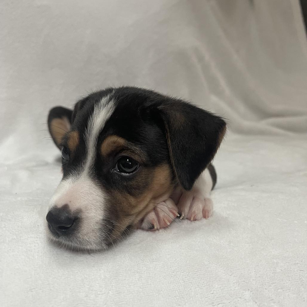 Enlarge Astra, a Adoptable mixed breed in Kissimmee, FL image 3/4