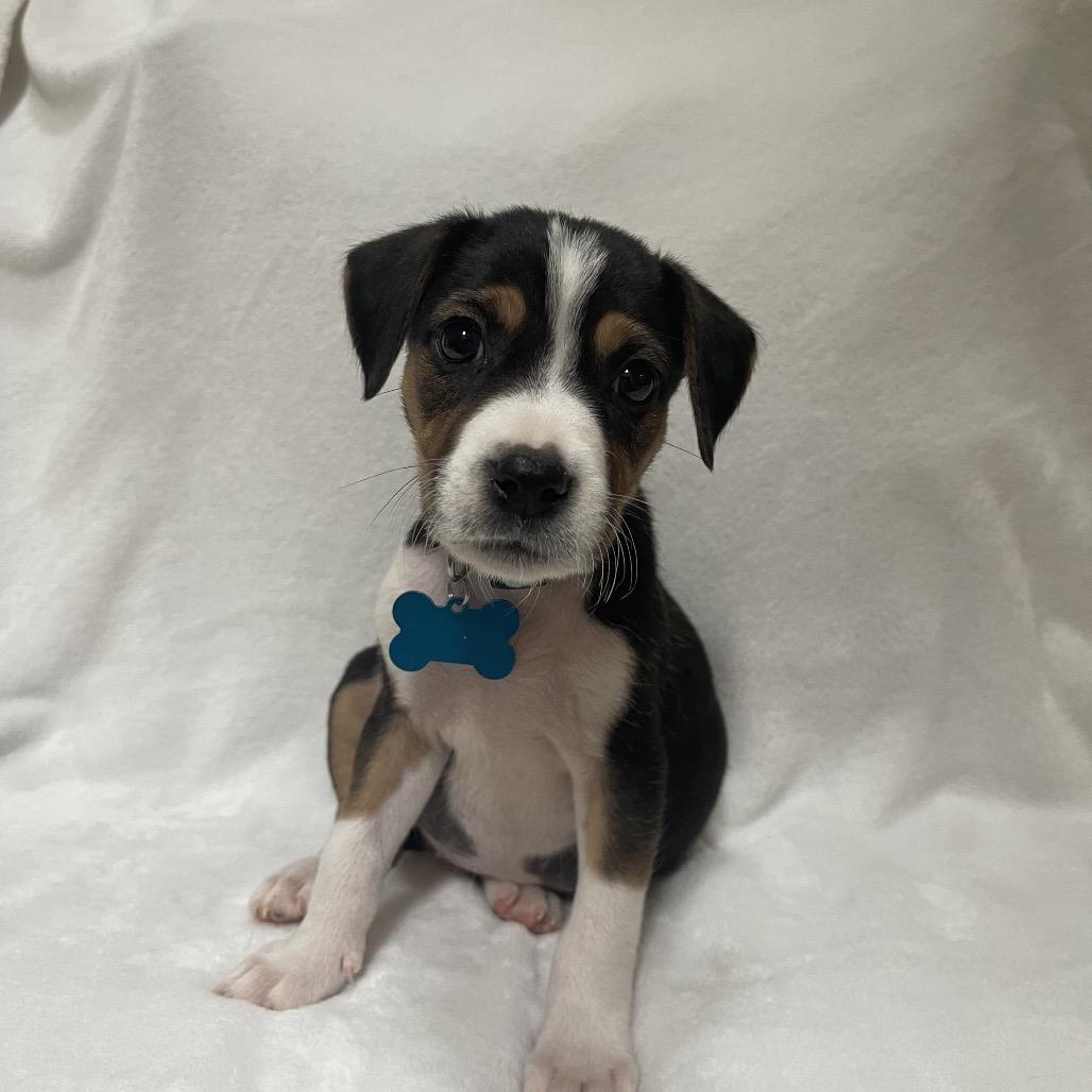 Enlarge Astra, a Adoptable mixed breed in Kissimmee, FL image 4/4