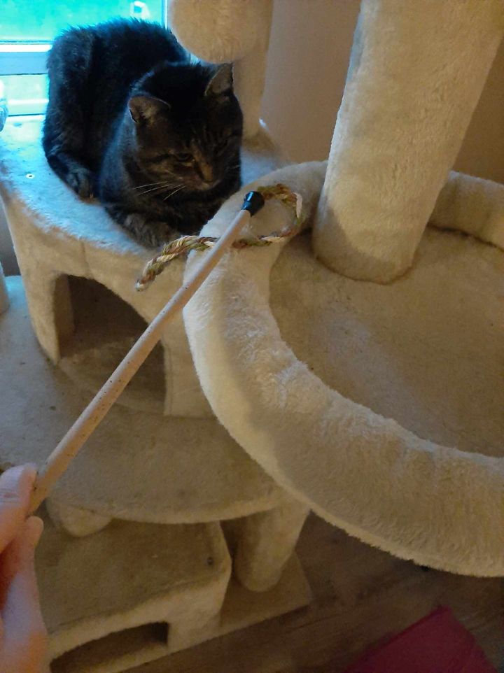 Enlarge Reyn, an adopted Domestic Short Hair in Martinsburg, WV image 4/6