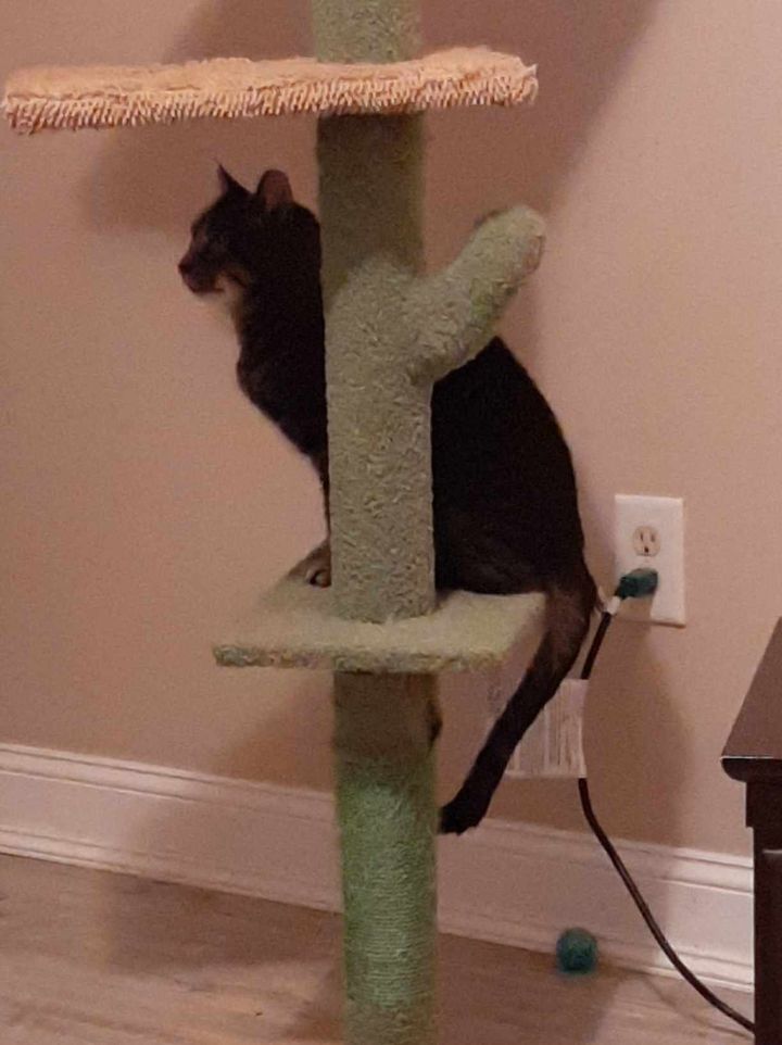 Enlarge Reyn, an adopted Domestic Short Hair in Martinsburg, WV image 3/6