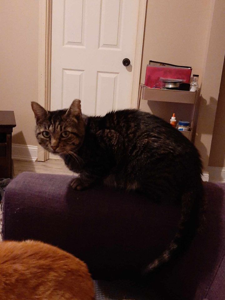 Reyn, adopted, Adult Male Domestic Short Hair.