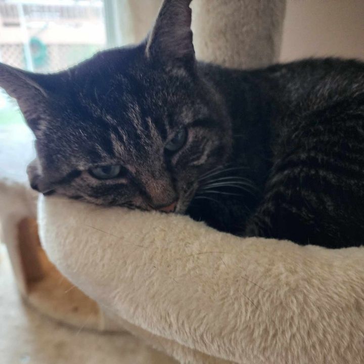 Enlarge Reyn, an adopted Domestic Short Hair in Martinsburg, WV image 1/6