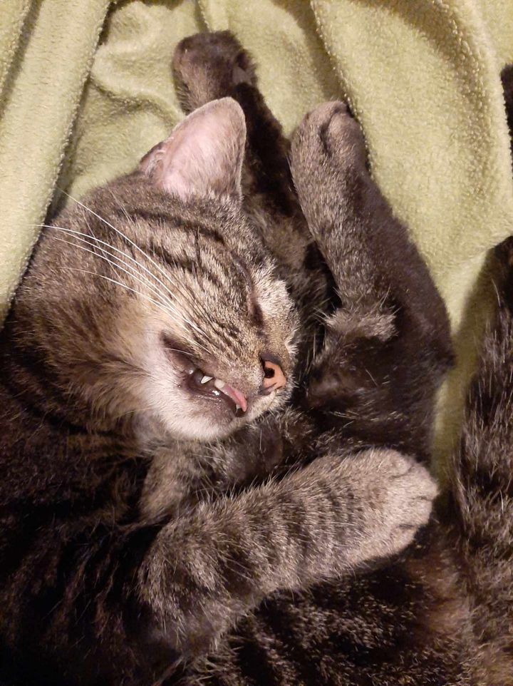 Enlarge Reyn, an adopted Domestic Short Hair in Martinsburg, WV image 2/6