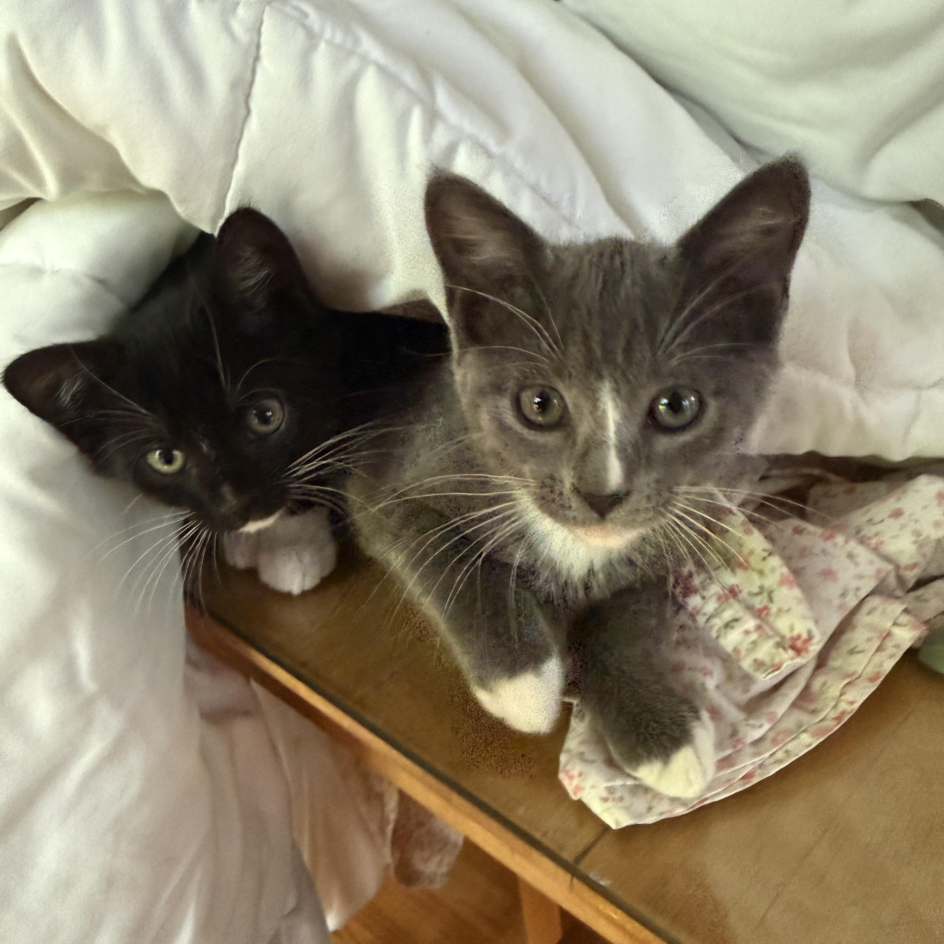 Rosie & Pepper, an adopted Domestic Short Hair in Canton, MA image 3/4