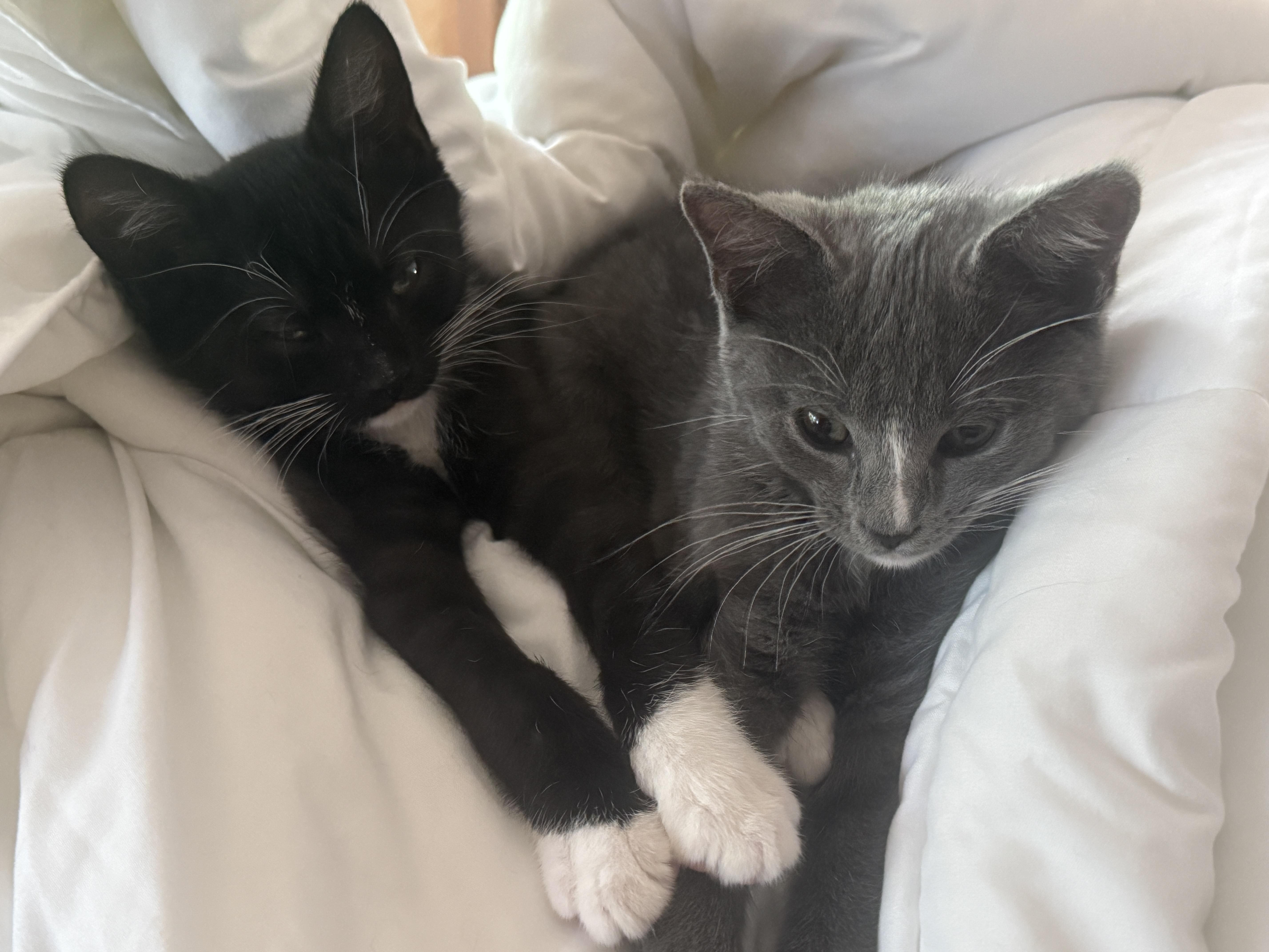 Rosie & Pepper, an adopted Domestic Short Hair in Canton, MA image 1/4