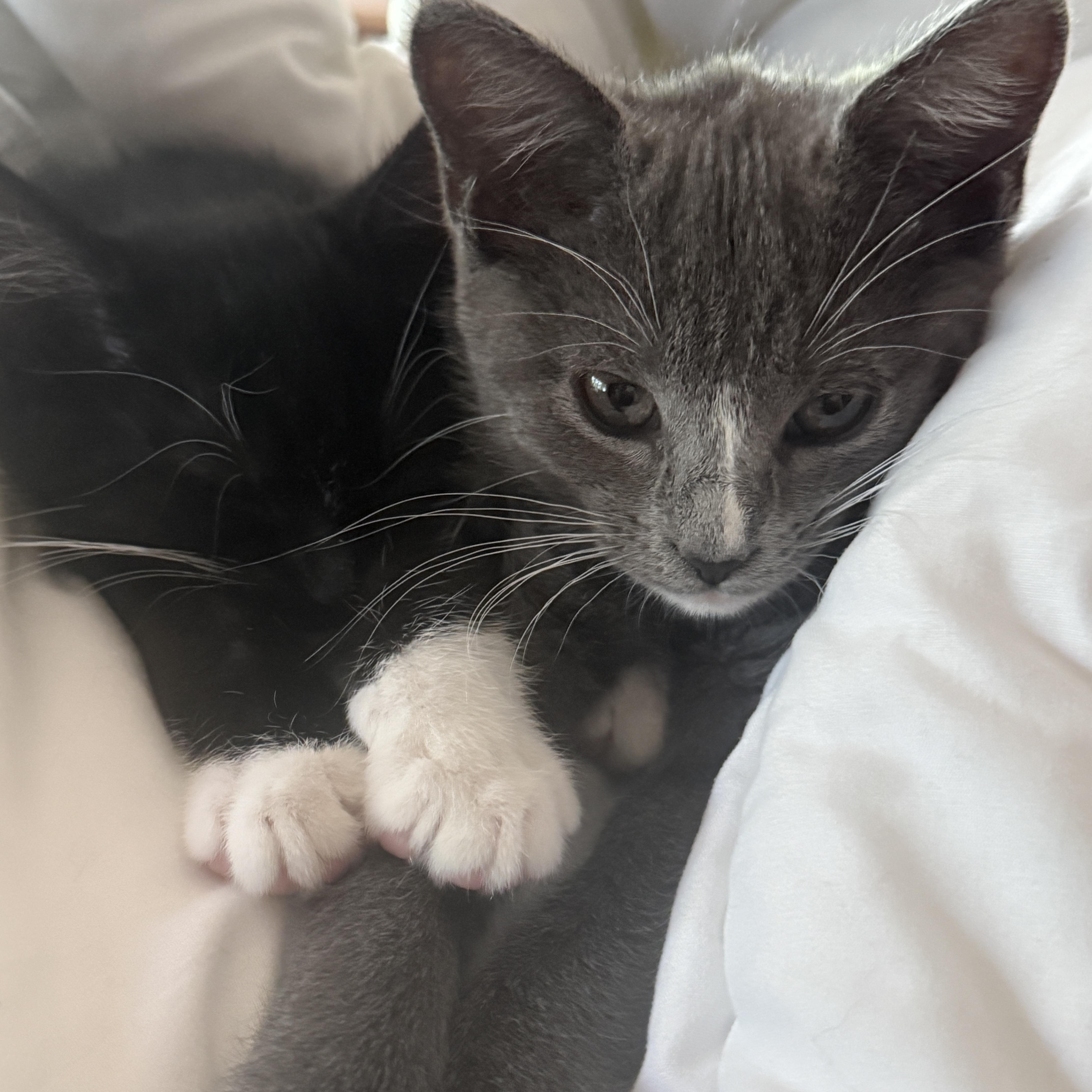 Rosie & Pepper, an adopted Domestic Short Hair in Canton, MA image 4/4