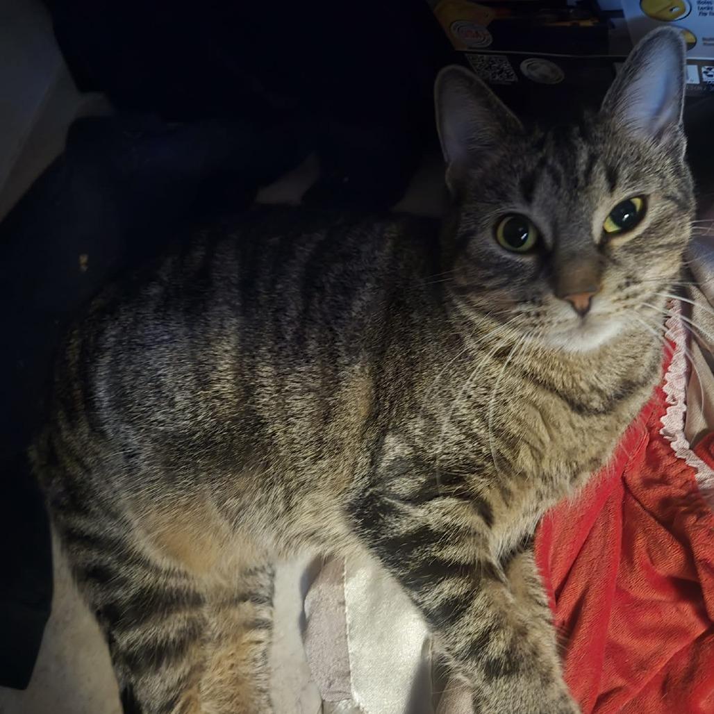 Annabelle — thumbnail 2