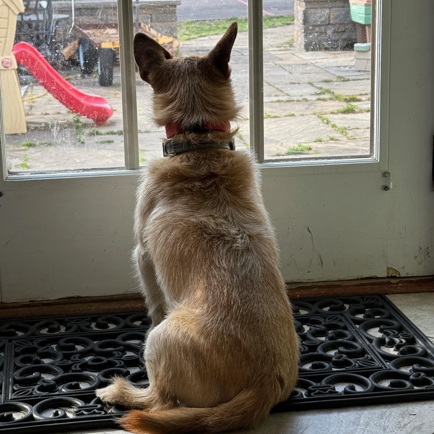 Enlarge Chip, a Adoptable mixed breed in Conshohocken, PA image 3/6