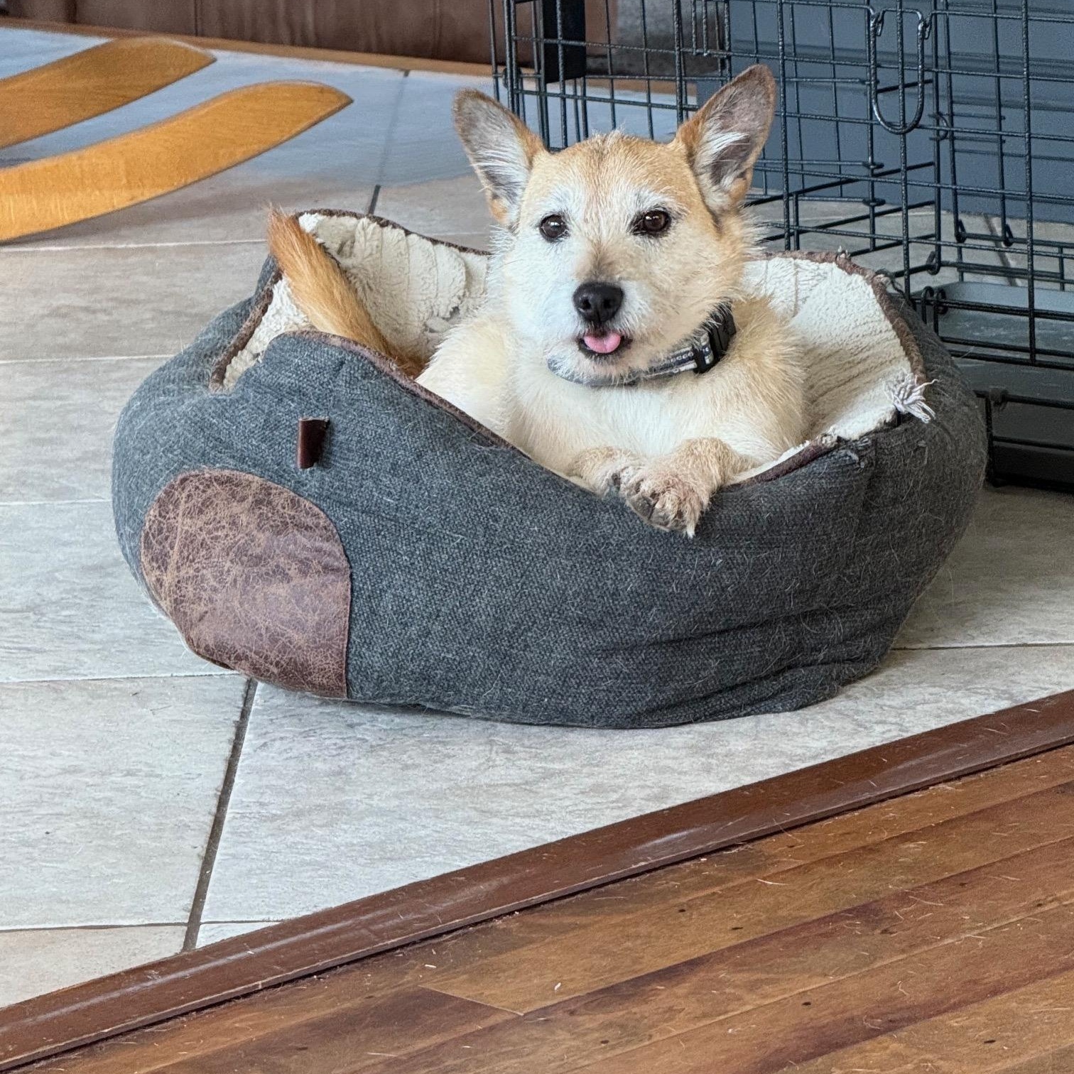 Enlarge Chip, a Adoptable mixed breed in Conshohocken, PA image 5/6