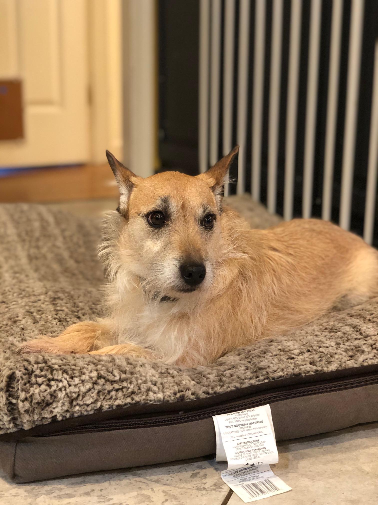 Enlarge Chip, a Adoptable mixed breed in Conshohocken, PA image 1/6