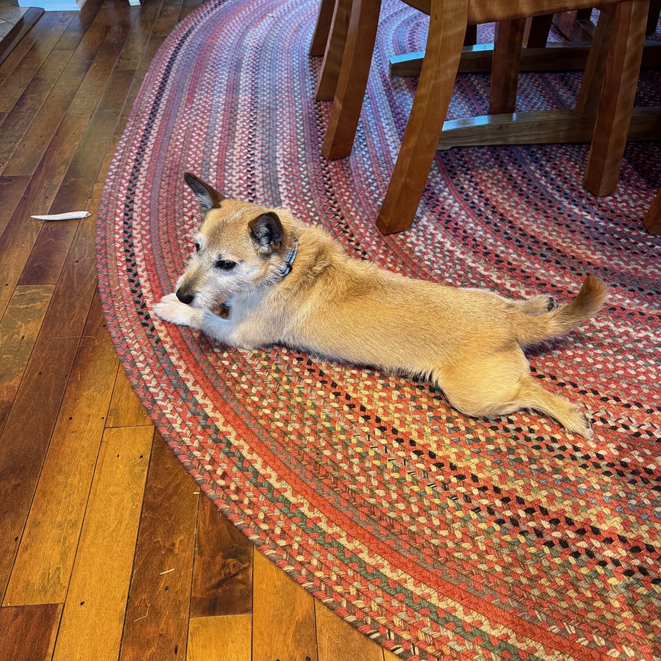 Enlarge Chip, a Adoptable mixed breed in Conshohocken, PA image 2/6