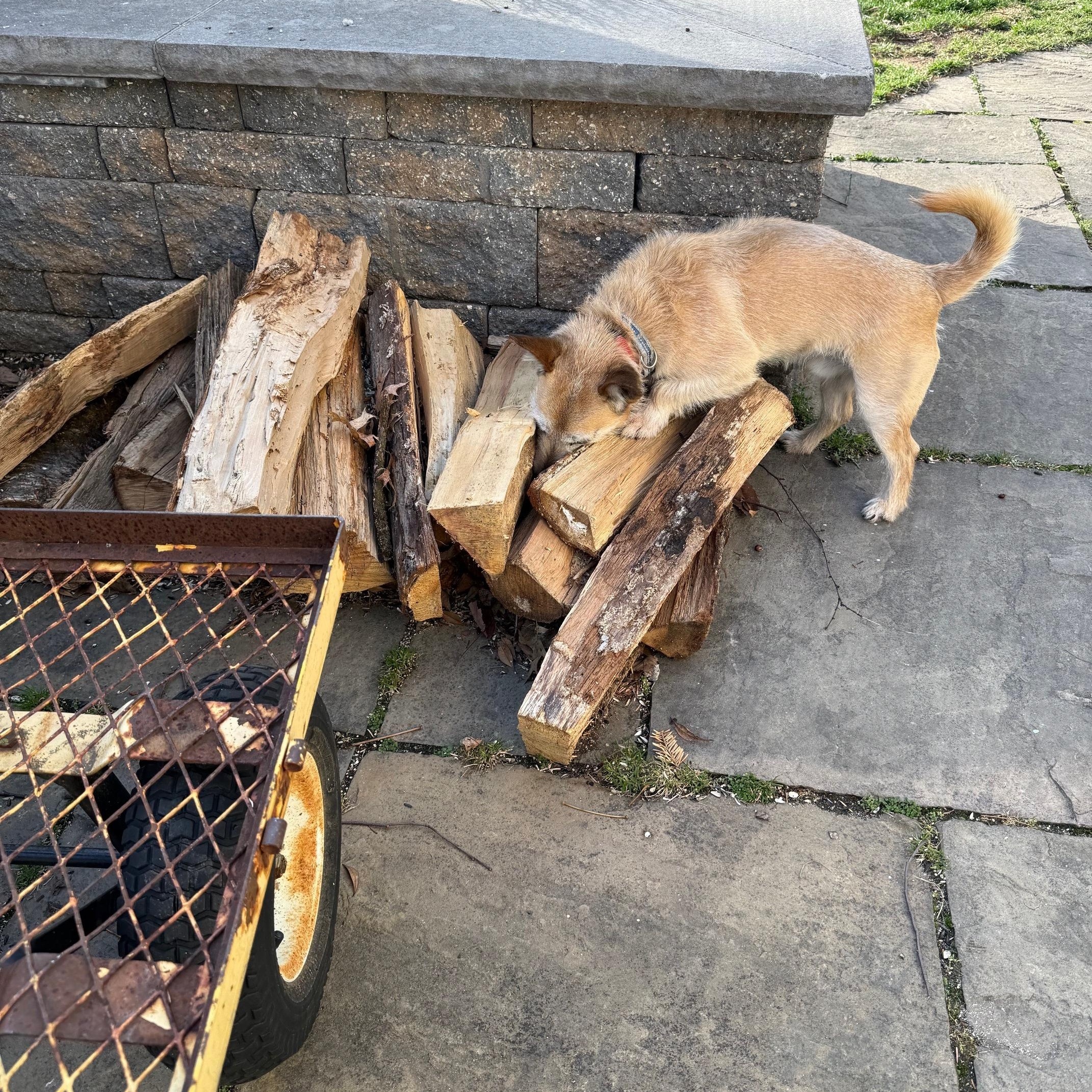 Enlarge Chip, a Adoptable mixed breed in Conshohocken, PA image 6/6