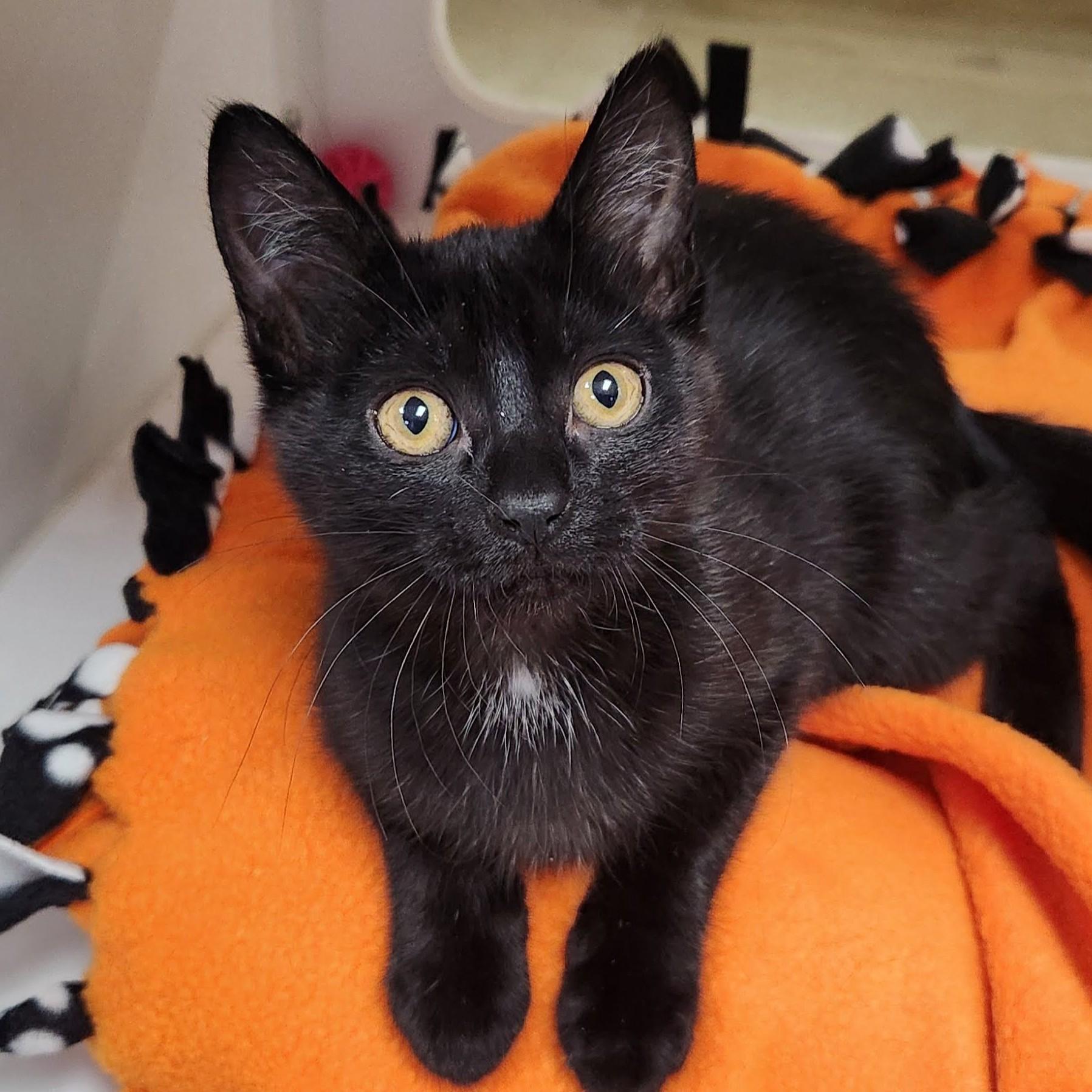 Good, a Adoptable Domestic Short Hair in Marshfield, WI image 1/4