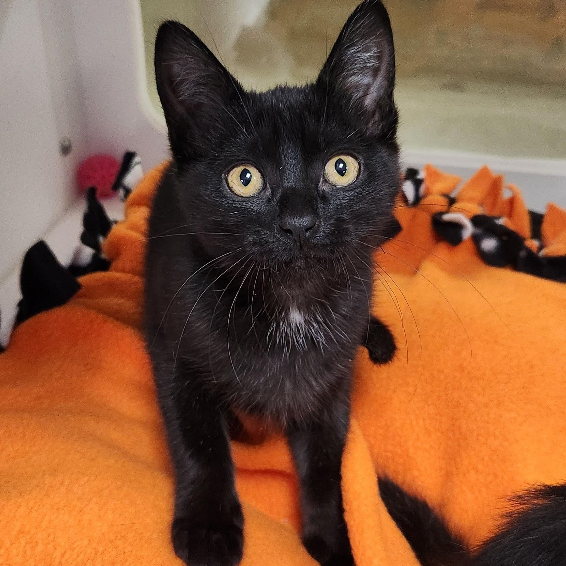 Good, Adoptable, Kitten Female Domestic Short Hair.