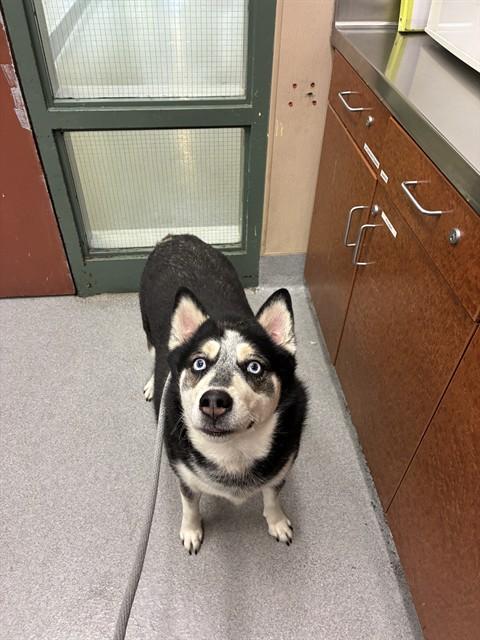 BROOKLYN, Adoptable, Adult Female Siberian Husky.