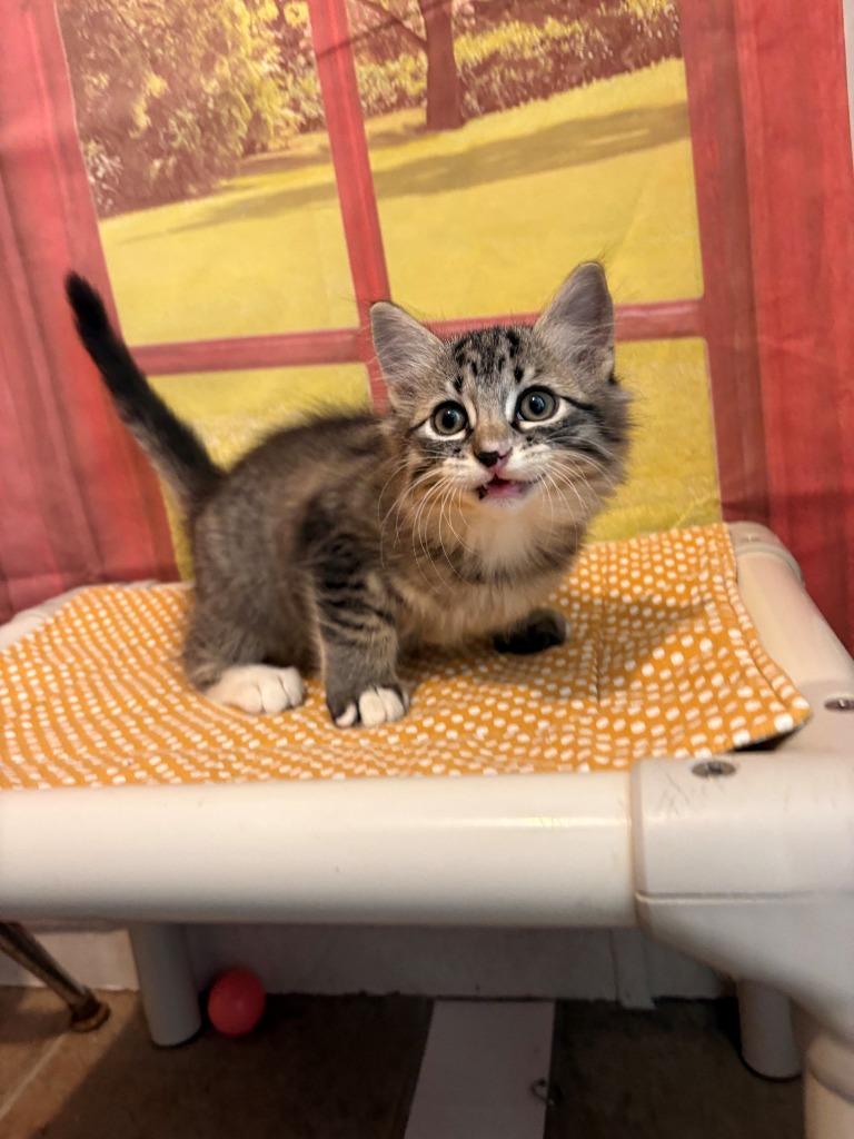 James, Adoptable, Kitten Male Domestic Long Hair.