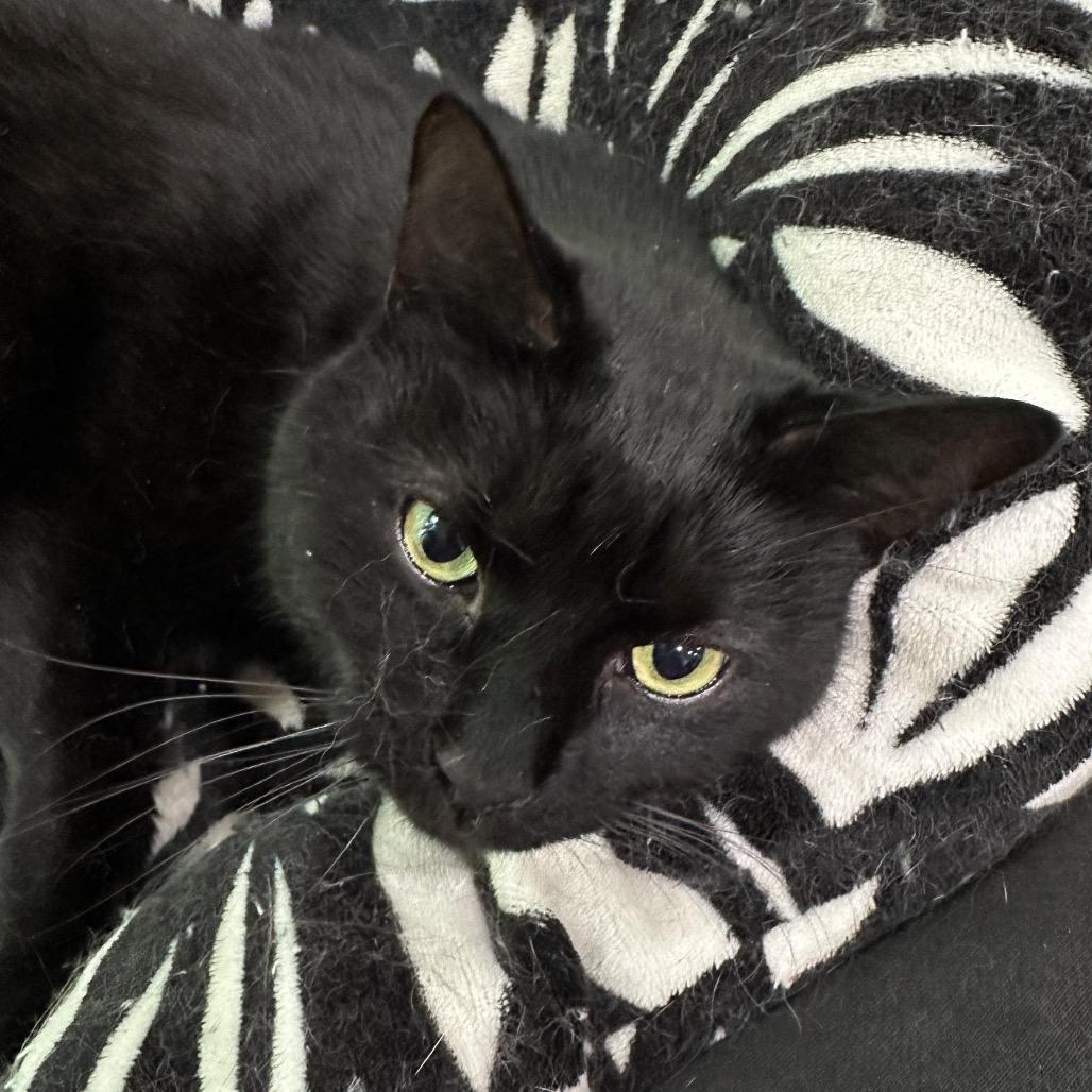 Enlarge Onyx, a Adoptable mixed breed in Nokesville, VA image 1/6