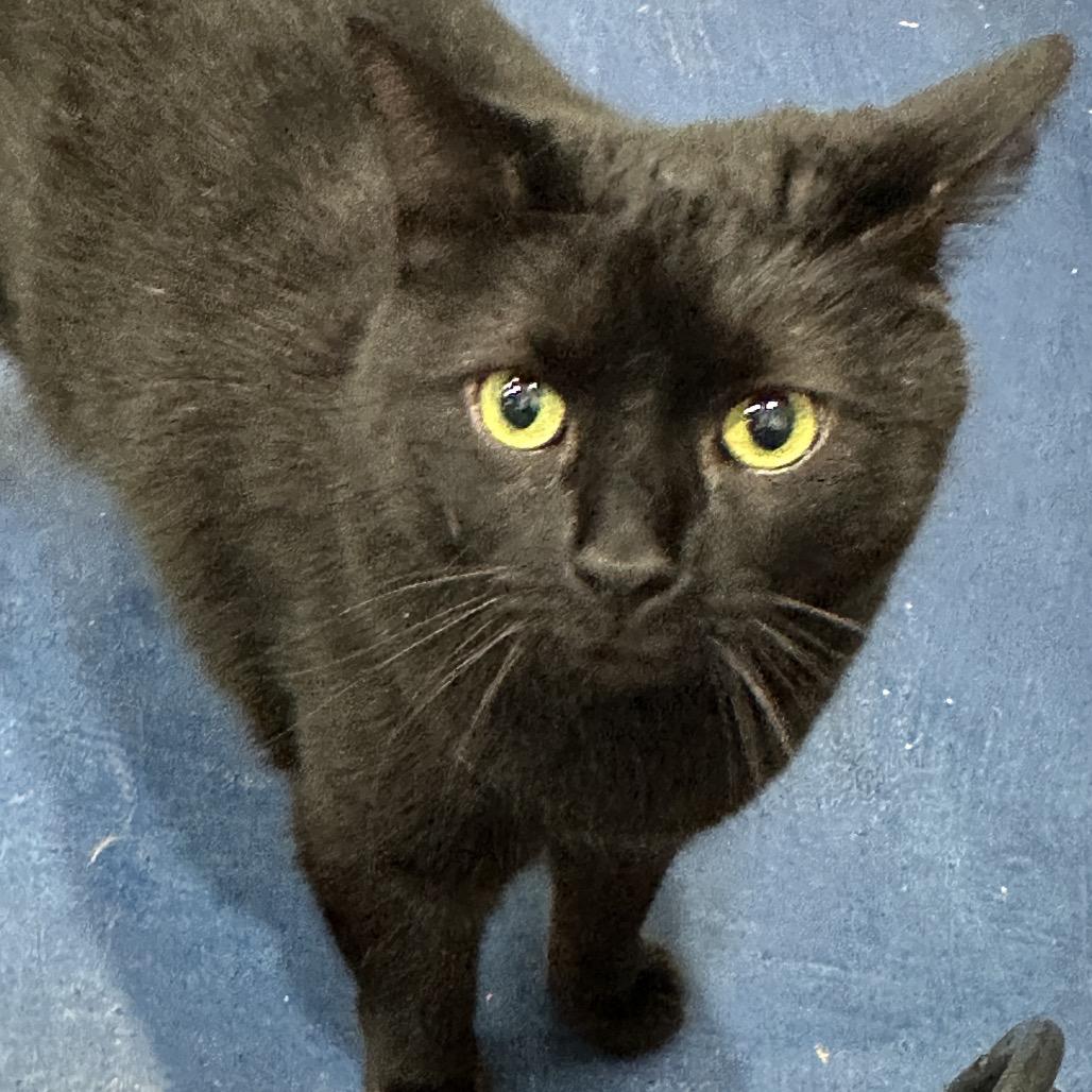 Enlarge Onyx, a Adoptable mixed breed in Nokesville, VA image 2/6