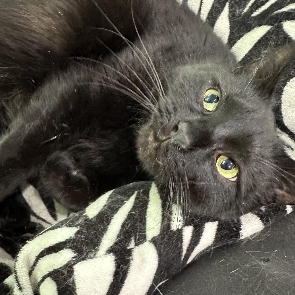 Enlarge Onyx, a Adoptable mixed breed in Nokesville, VA image 3/6