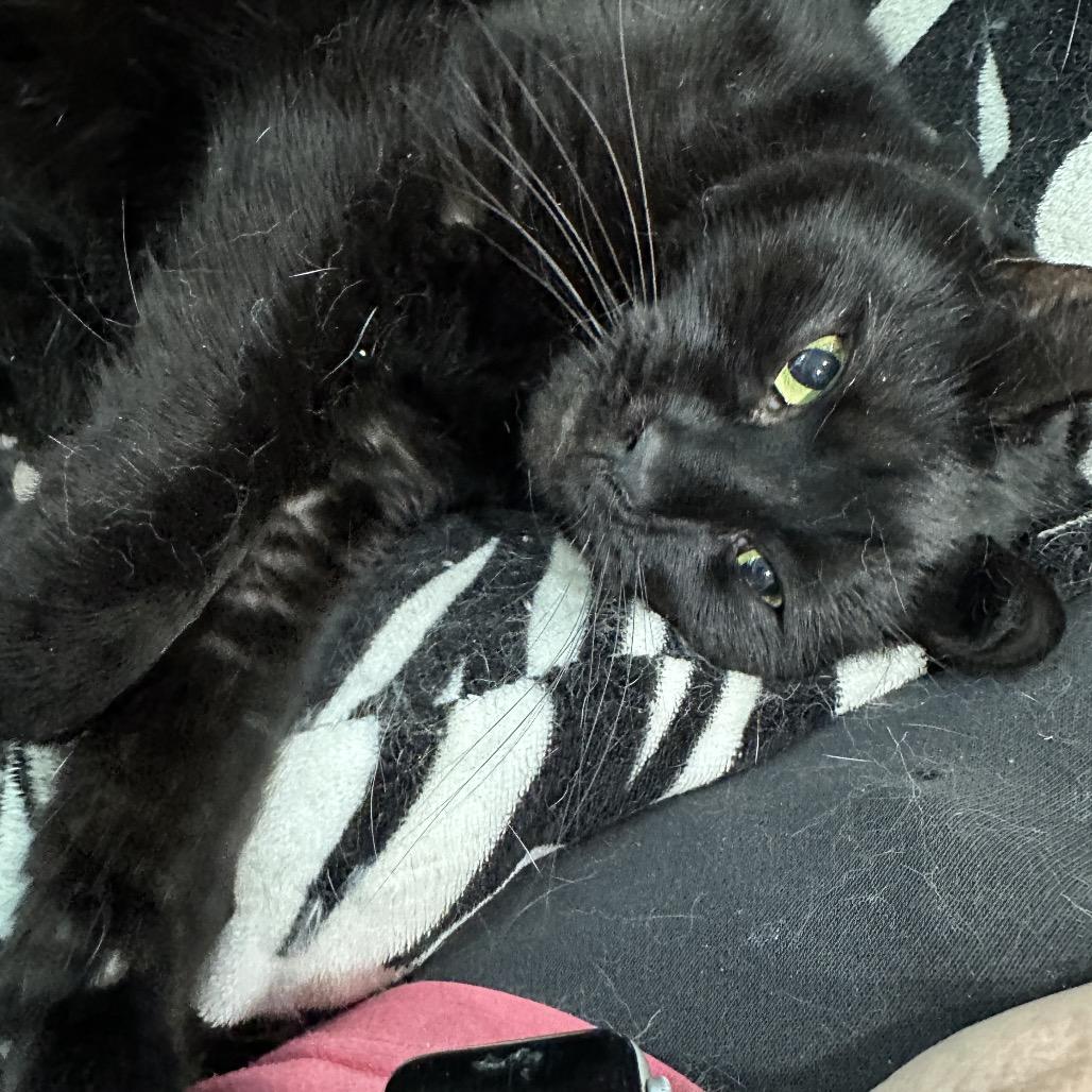 Enlarge Onyx, a Adoptable mixed breed in Nokesville, VA image 4/6