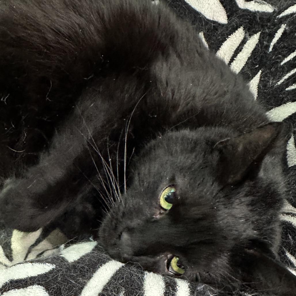 Enlarge Onyx, a Adoptable mixed breed in Nokesville, VA image 5/6