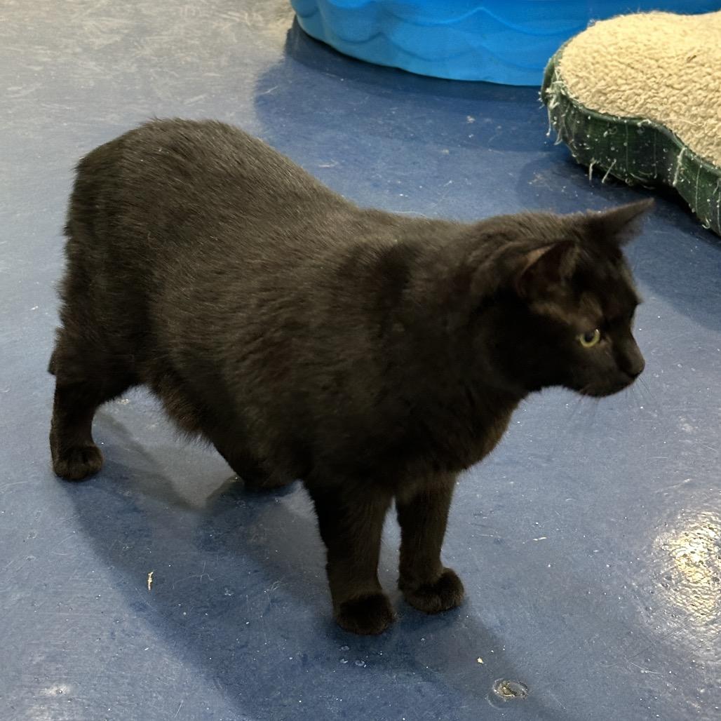 Enlarge Onyx, a Adoptable mixed breed in Nokesville, VA image 6/6