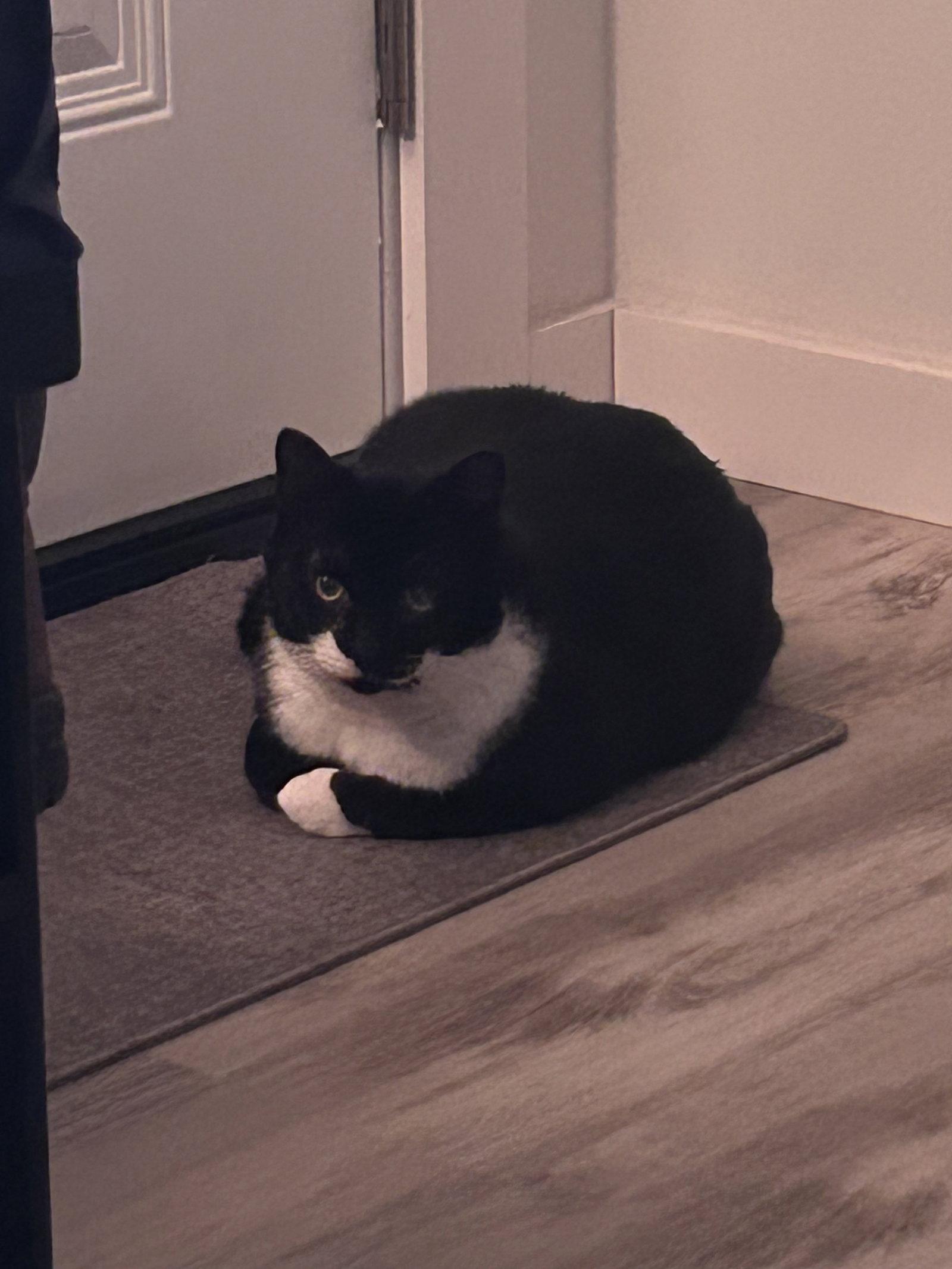 Enlarge Momo, a Adoptable Domestic Short Hair in Burlington, WA image 2/2