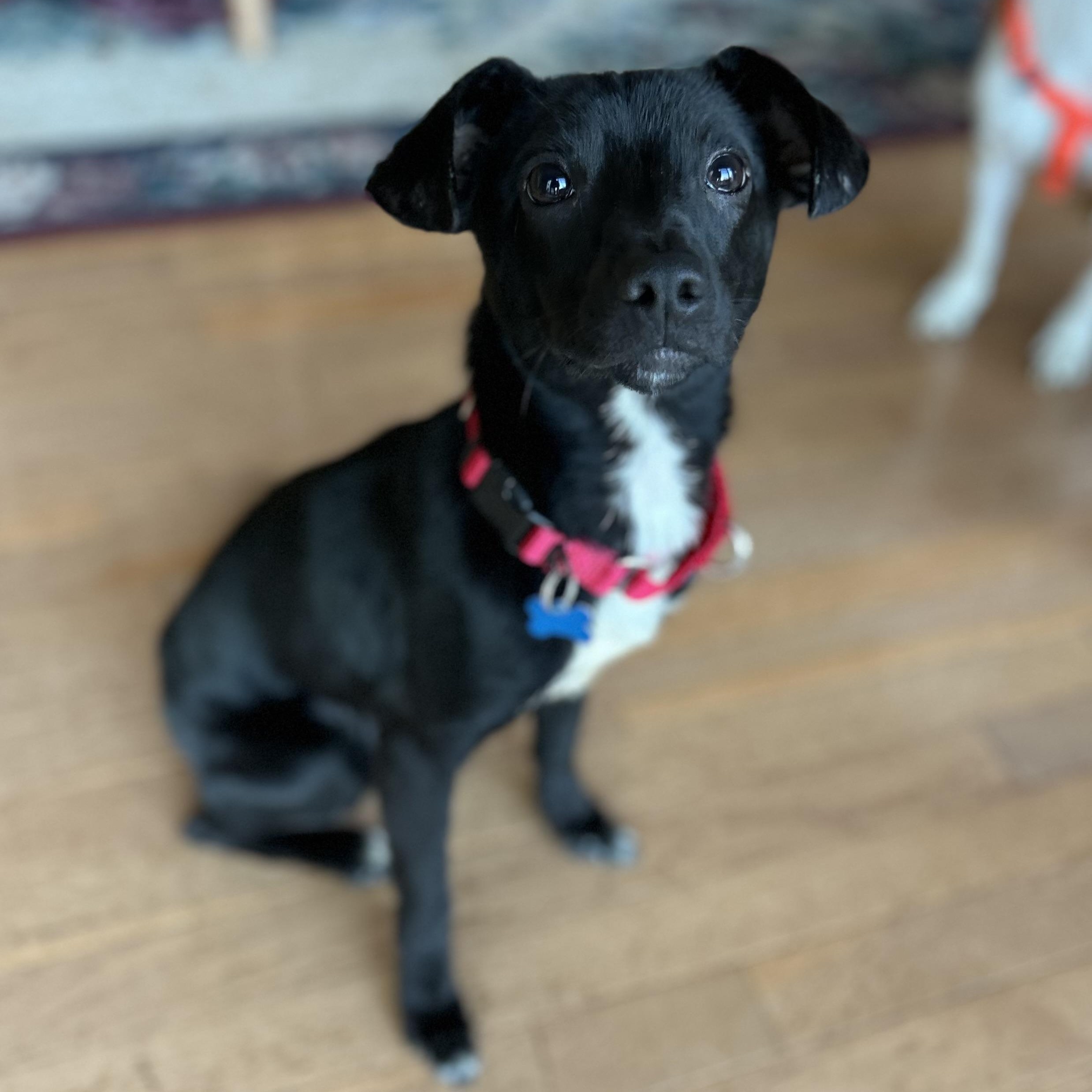 Willy, a Adoptable mixed breed in Hopkinton, MA image 2/6