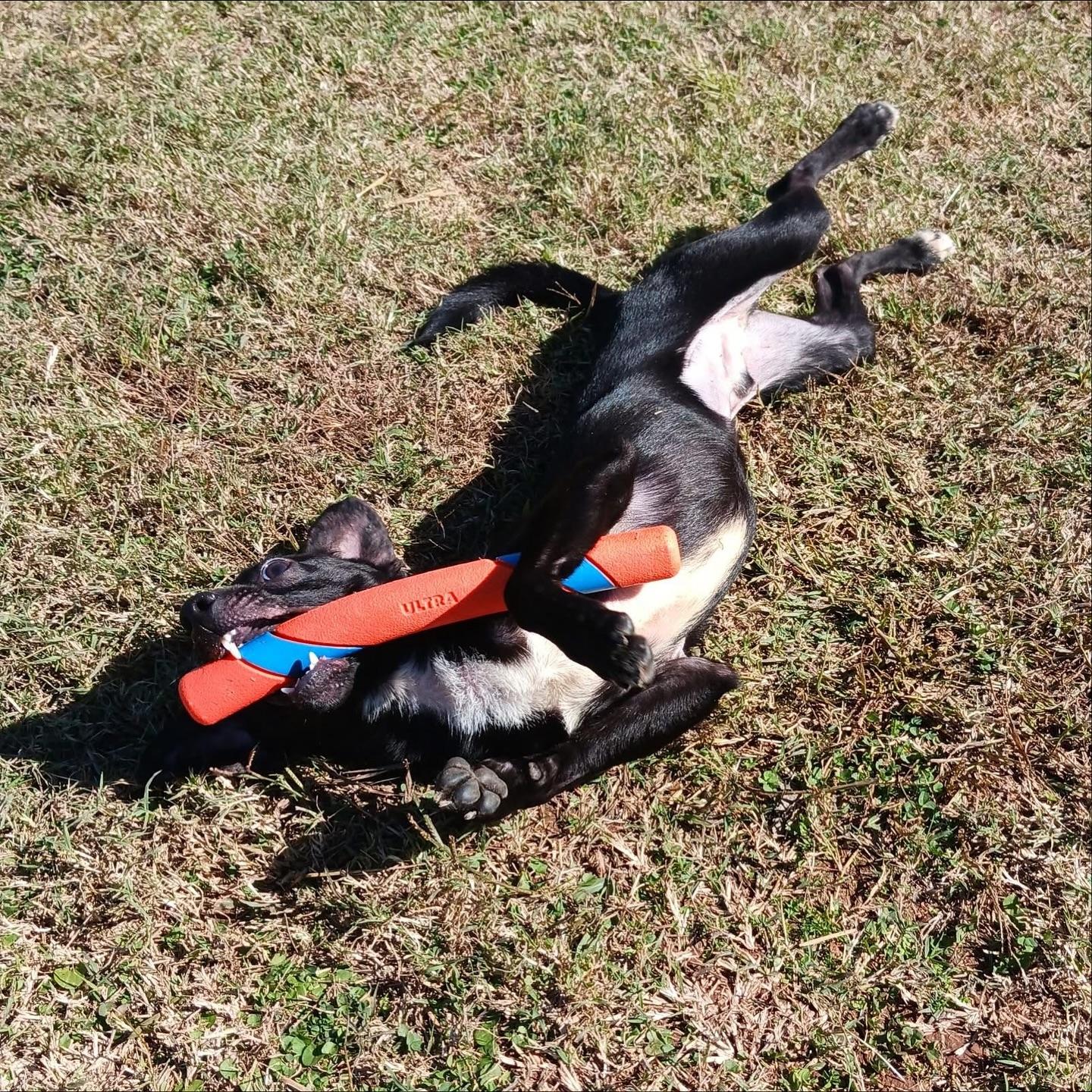 Willy, a Adoptable mixed breed in Hopkinton, MA image 6/6