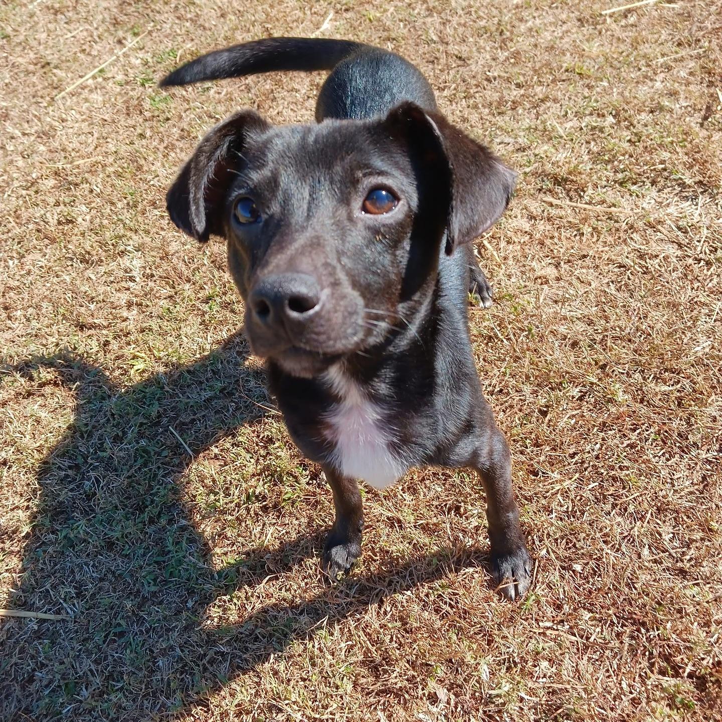 Willy, Adoptable, Young Male Chihuahua & Dachshund.