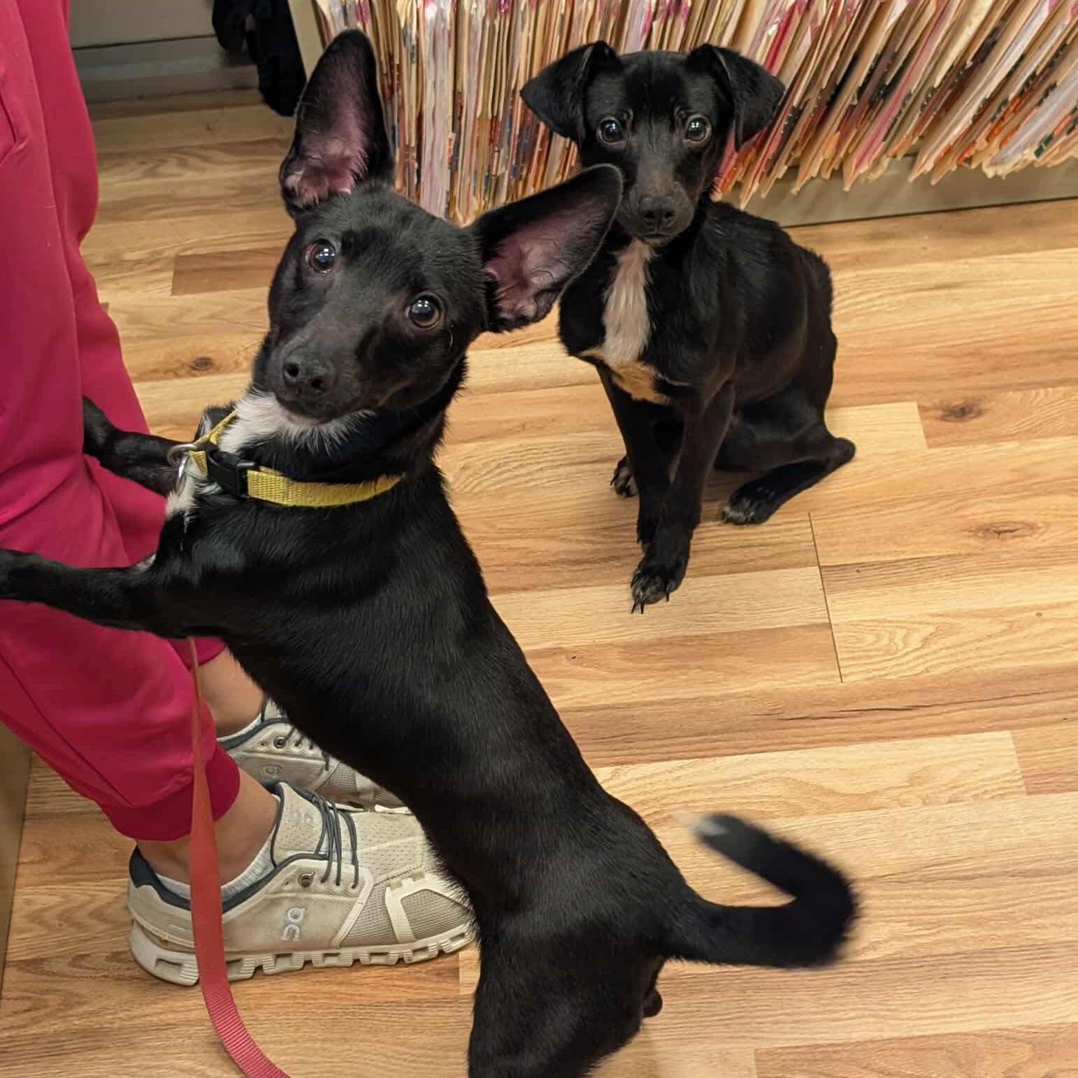 Willy, a Adoptable mixed breed in Hopkinton, MA image 5/6